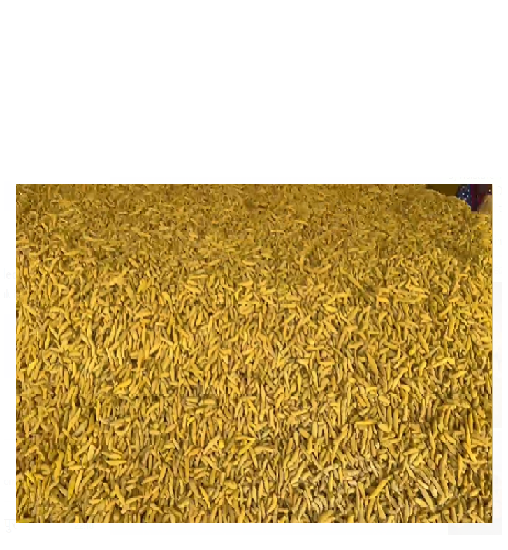 Doigts de Curcuma from Inde